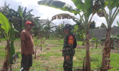 Babinsa Kodim0301/Pbr Berikan Dukungan Moril Pada Petani Pisang di Wilayah Binaan