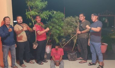 Polsek Siak Hulu Tangkap Warga Yang Budidaya Ganja,4 Batang Ganja Diamankan