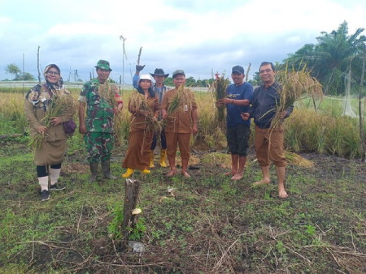 Babinsa Kodim 0301/Pbr Dukung Ketahanan Pangan di Meranti Pandak