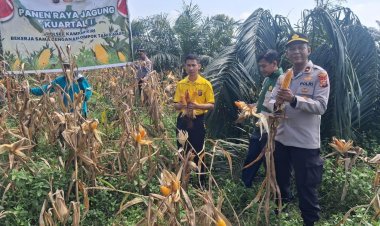 POLSEK KAMPAR KIRI GANDENG KELOMPOK TANI – PANEN RAYA JAGUNG PIPIL 1 TON DI GUNUNG MULYA, HASILNYA KE BULOG"   