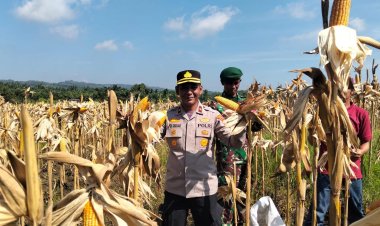 POLSEK KAMPAR KIRI GANDENG PT. SURYA AGRO & KELOMPOK TANI – PANEN RAYA JAGUNG PIPIL 2 HA, HASILNYA KE BULOG