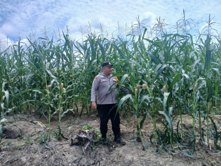 Komitmen Jalankan Asta Cita Presiden,Polsek Kampar Kiri Terus Galakan Penanaman Jagung