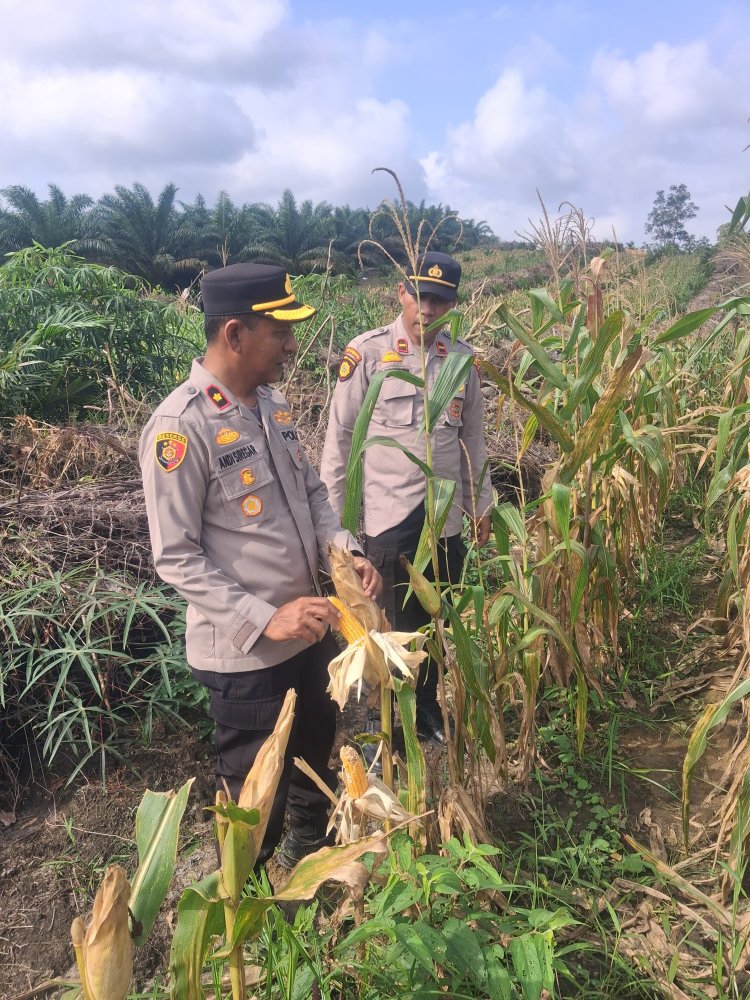 Lahan Ketahtanan Pangan Polsek Kampar Kiri Berkembang Baik – Jagung Pipil 1,8 Ha Siap Dipanen Bulan Depan