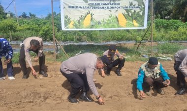 Polsek Kampar Kiri Sukses Laksanakan Penanaman Jagung Tahap II
