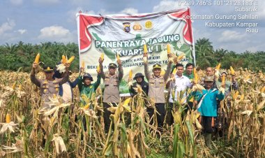 Berhasil Laksanakan Panen Raya,Kapolsek Kampar Kiri Berhasil Jaga Ketahanan Pangan Masyarakat