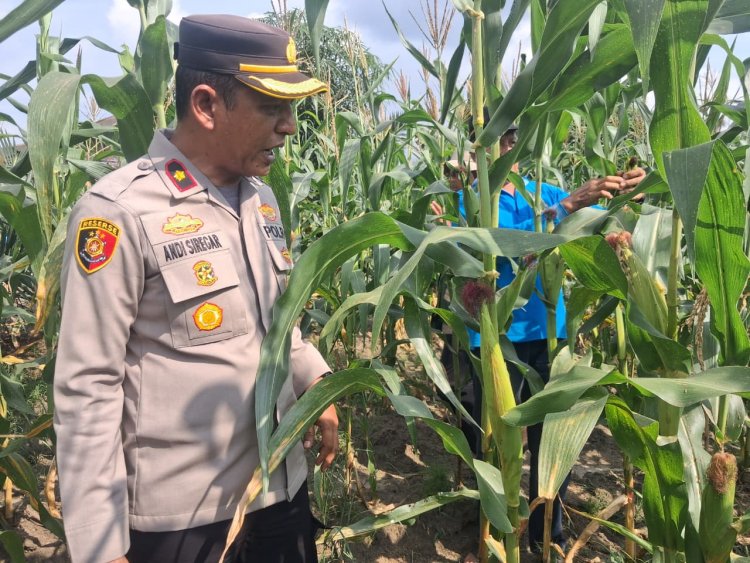 Cek Lahan Jagung Kuartal Ke dua,Polsek Kampar Kiri Terus Komitmen Sukseskan Ketahanan Pangan